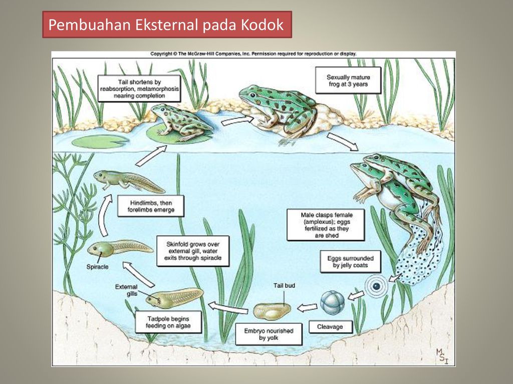 Detail Contoh Hewan Pembuahan Eksternal Nomer 12