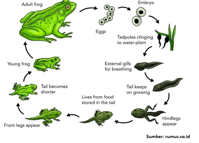 Detail Contoh Hewan Pembuahan Eksternal Nomer 35