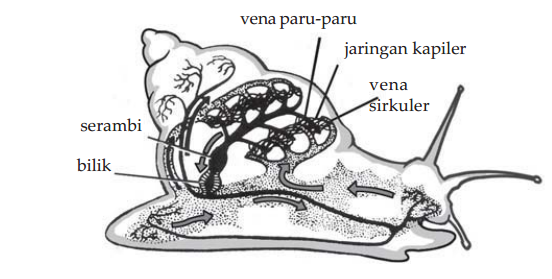 Detail Contoh Hewan Peredaran Darah Terbuka Nomer 13