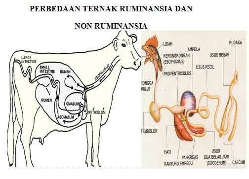 Detail Contoh Hewan Ruminansia Nomer 42