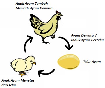 Detail Contoh Hewan Tanpa Metamorfosis Nomer 6