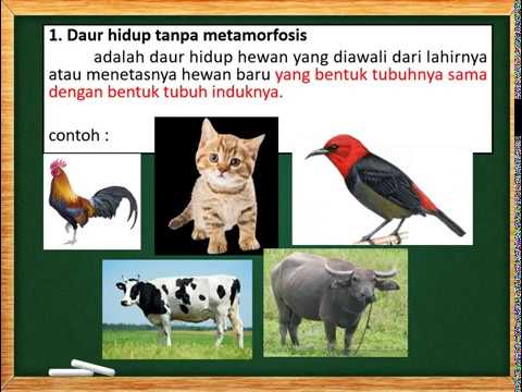 Detail Contoh Hewan Tanpa Metamorfosis Nomer 9