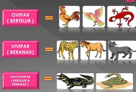 Detail Contoh Hewan Yang Bertelur Dan Melahirkan Nomer 29