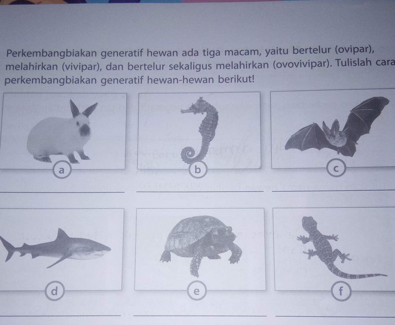 Detail Contoh Hewan Yang Bertelur Dan Melahirkan Nomer 38