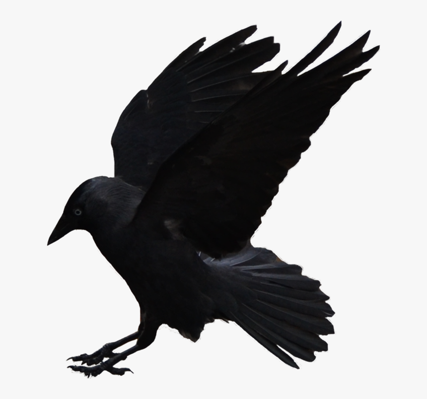 Crow Transparent Png - KibrisPDR