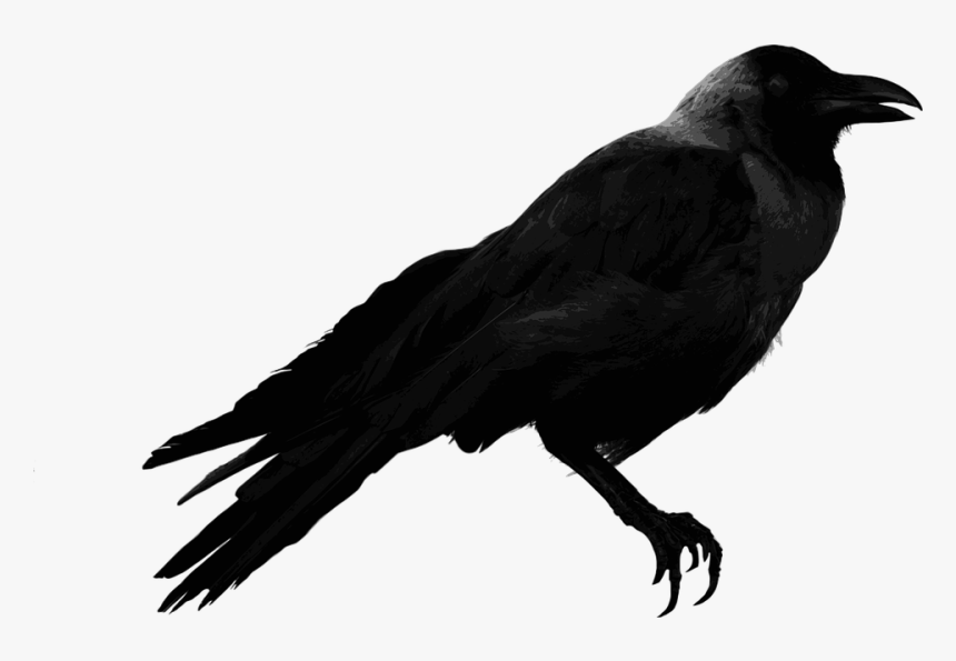 Detail Crow Transparent Png Nomer 16