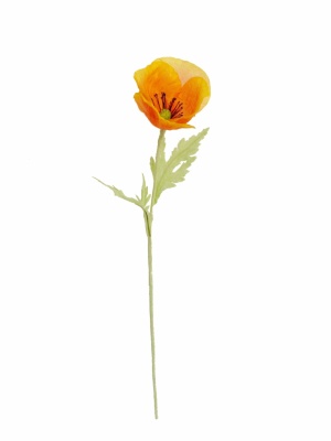 Detail Klatschmohn Zeichnung Nomer 9