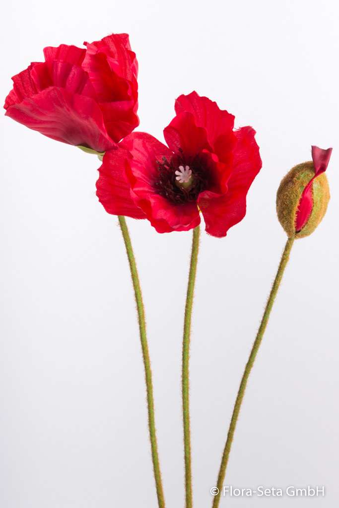 Detail Klatschmohn Zeichnung Nomer 13