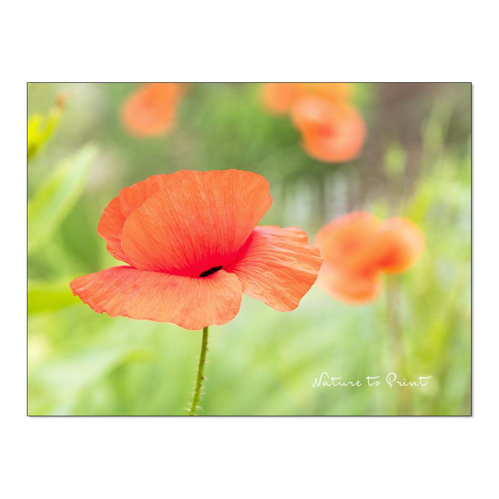 Detail Klatschmohn Zeichnung Nomer 15