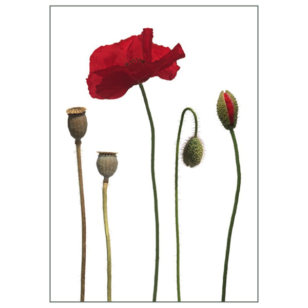 Detail Klatschmohn Zeichnung Nomer 2