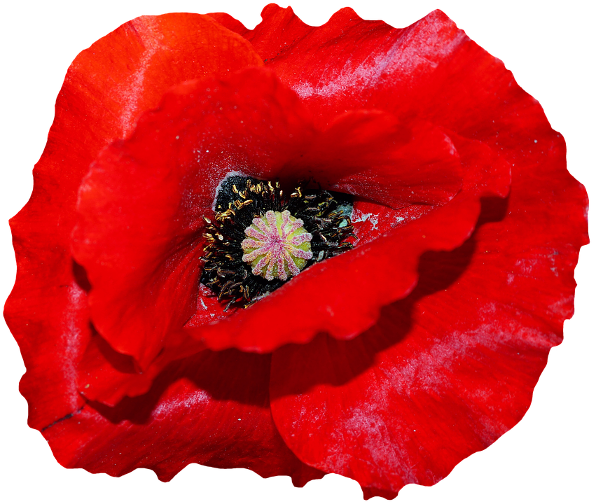 Detail Klatschmohn Zeichnung Nomer 16