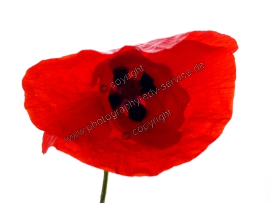 Detail Klatschmohn Zeichnung Nomer 17
