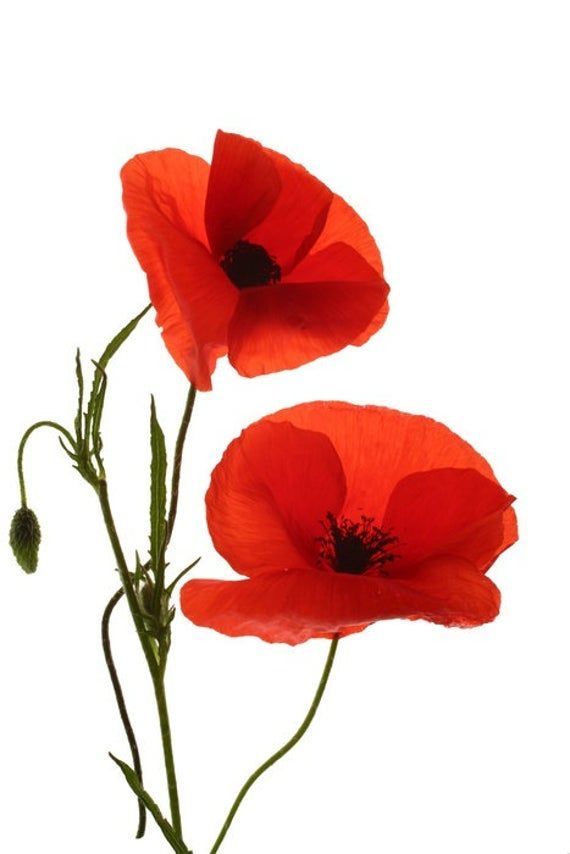 Detail Klatschmohn Zeichnung Nomer 20
