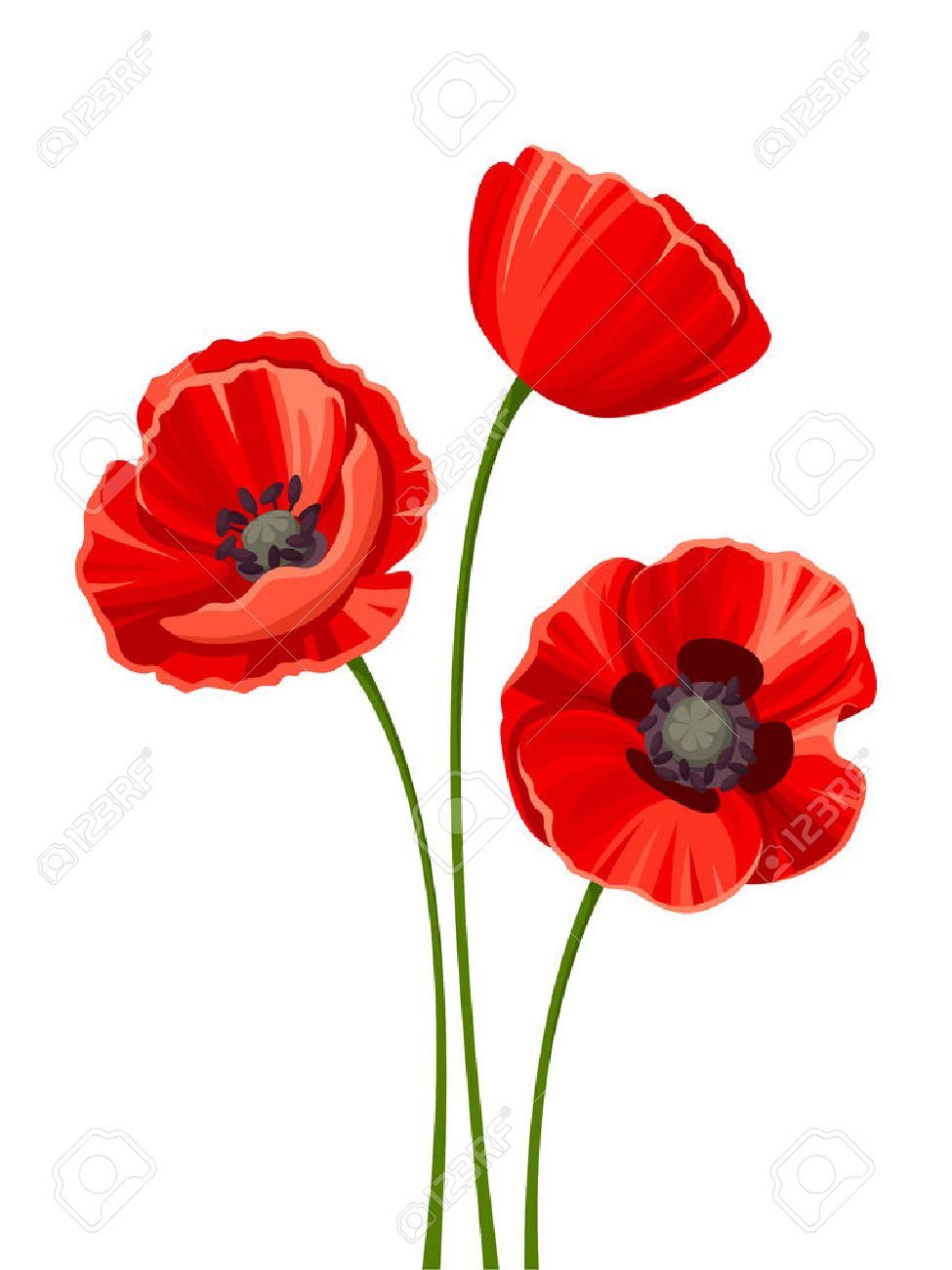Detail Klatschmohn Zeichnung Nomer 22