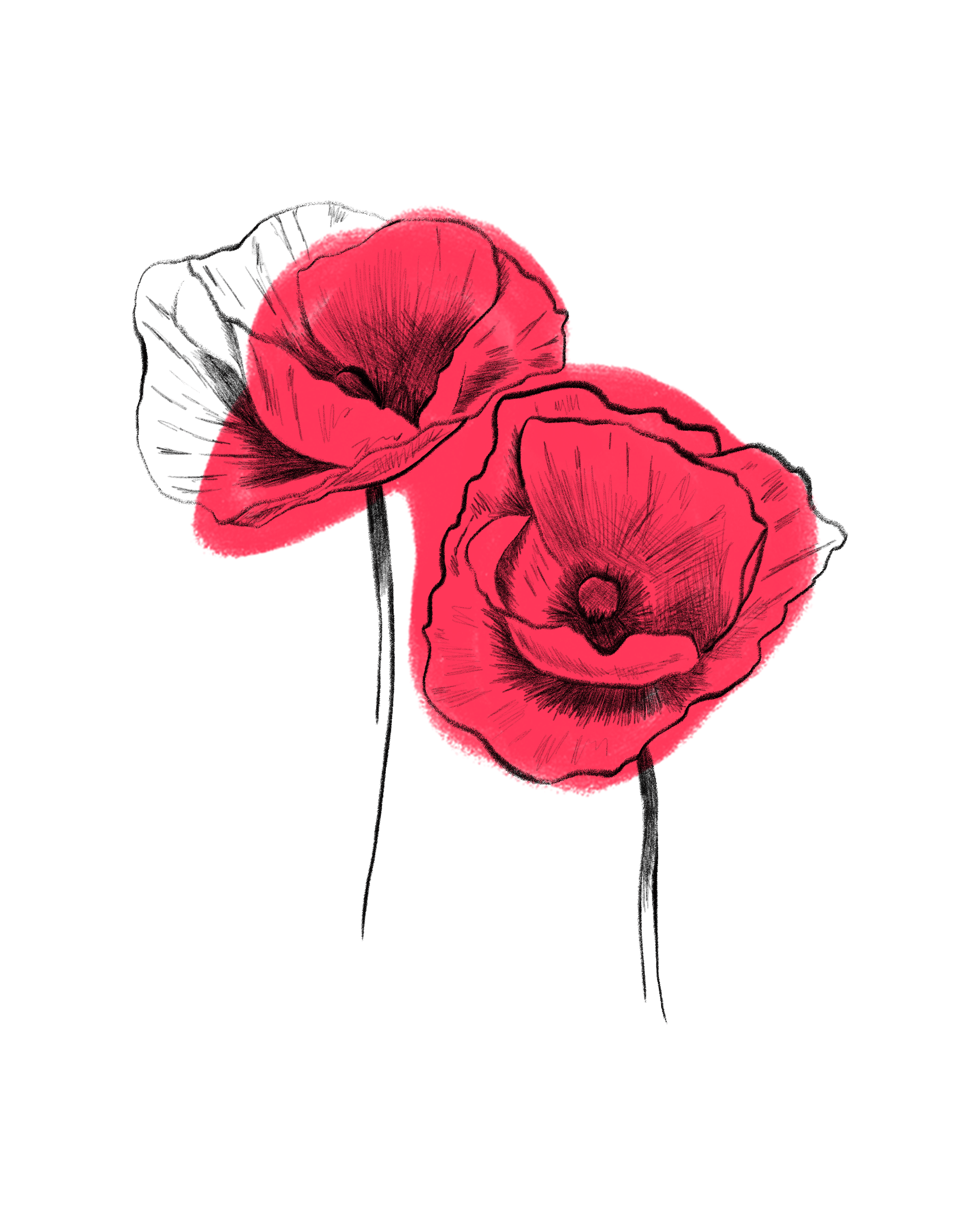 Detail Klatschmohn Zeichnung Nomer 3
