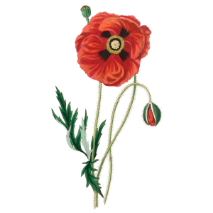 Detail Klatschmohn Zeichnung Nomer 4