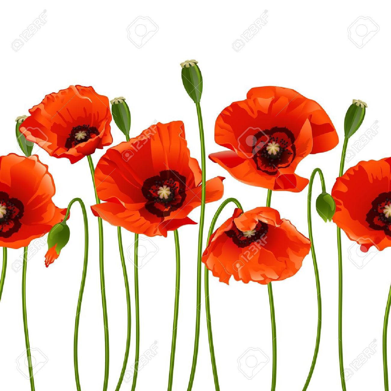 Detail Klatschmohn Zeichnung Nomer 5
