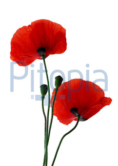 Detail Klatschmohn Zeichnung Nomer 7
