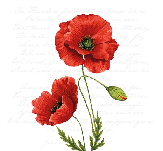 Detail Klatschmohn Zeichnung Nomer 8