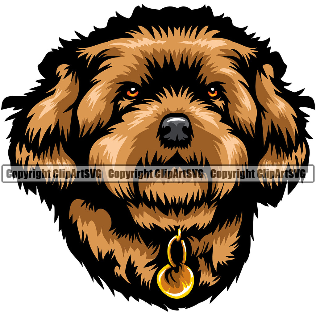 Detail Maltipoo Bilder Nomer 10