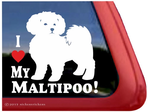 Detail Maltipoo Bilder Nomer 15