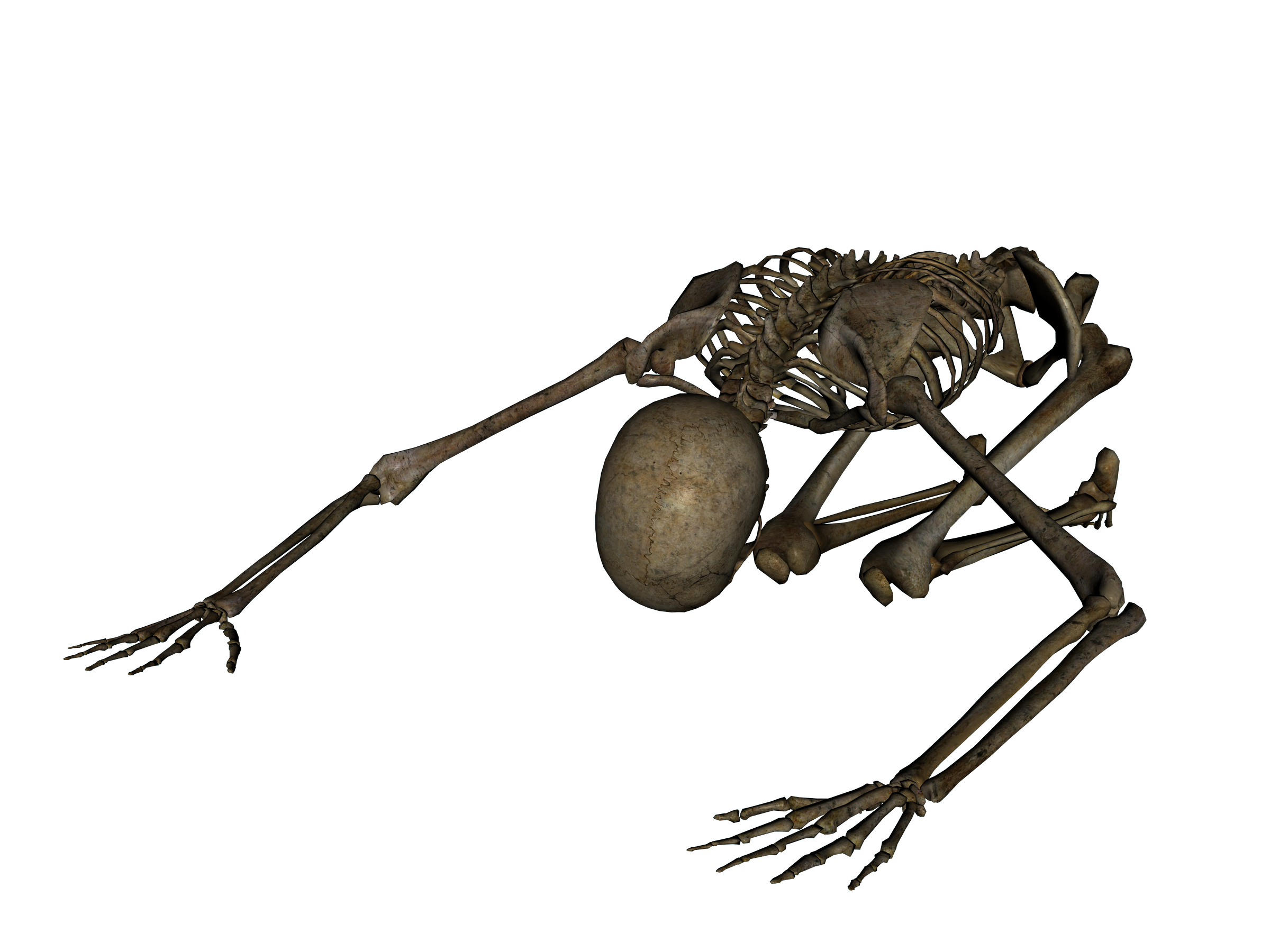 Detail Skelett Png Nomer 14