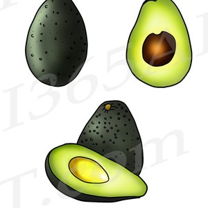 Detail Avocado Bilder Gezeichnet Nomer 20