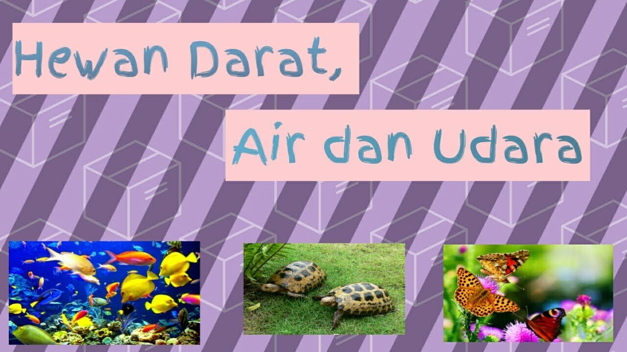 Detail Gambar Hewan Di Darat Air Udara Nomer 3