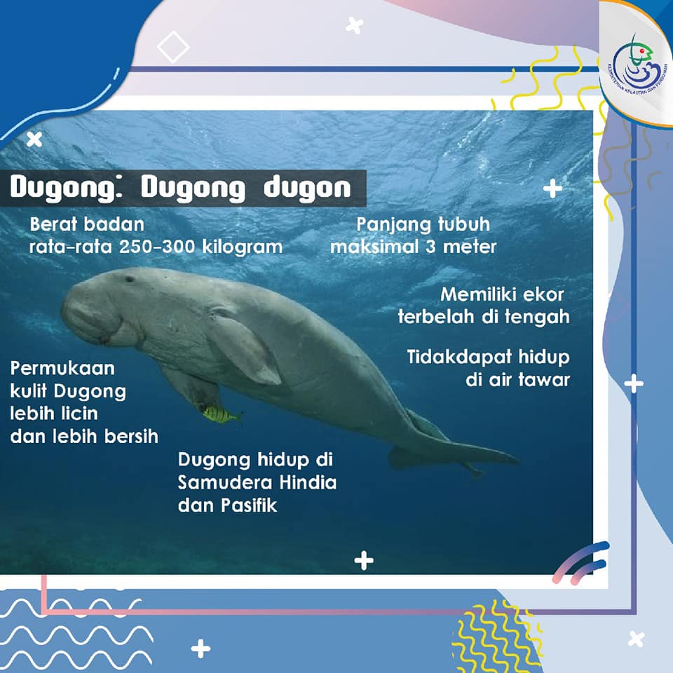 Detail Gambar Hewan Dugong Nomer 52