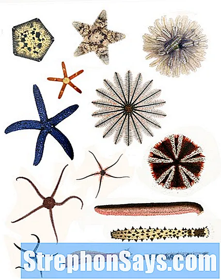 Detail Gambar Hewan Echinodermata Nomer 29