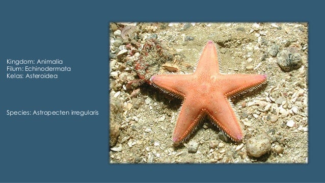 Detail Gambar Hewan Echinodermata Nomer 34