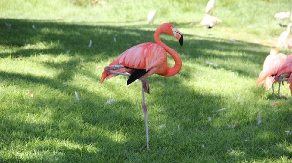 Detail Gambar Hewan Flamingo Nomer 18