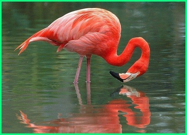 Detail Gambar Hewan Flamingo Nomer 20