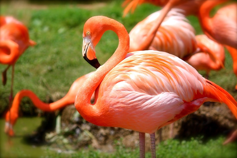 Detail Gambar Hewan Flamingo Nomer 27