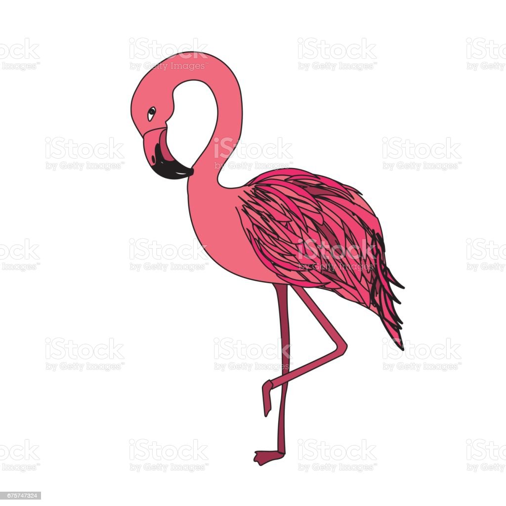 Detail Gambar Hewan Flamingo Nomer 39