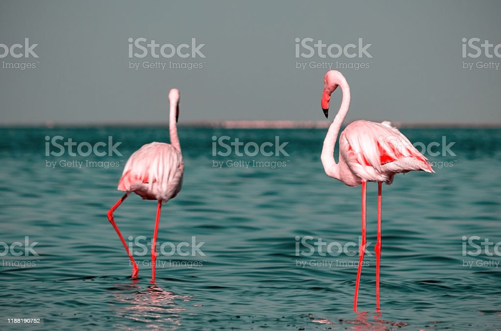 Detail Gambar Hewan Flamingo Nomer 48