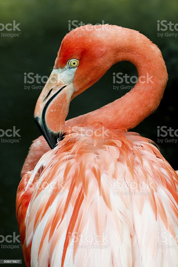 Detail Gambar Hewan Flamingo Nomer 53