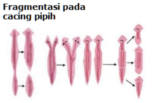 Gambar Hewan Fragmentasi - KibrisPDR