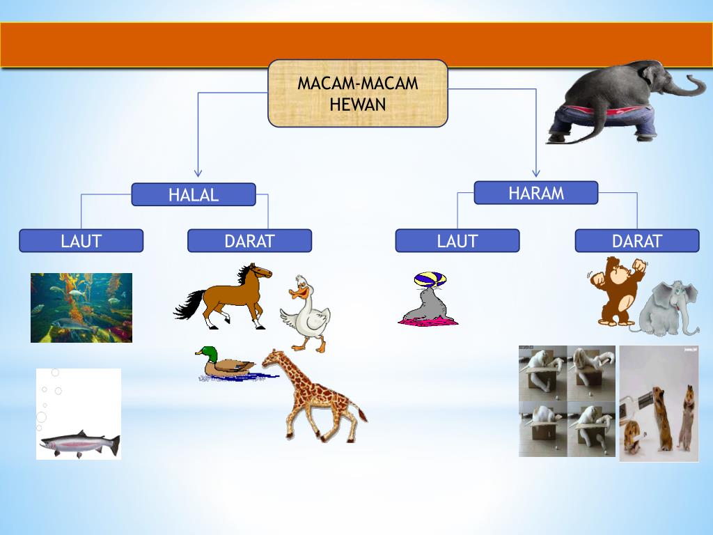 Detail Gambar Hewan Halal Dan Haram Nomer 16