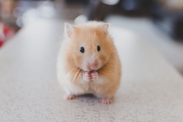 Gambar Hewan Hamster - KibrisPDR