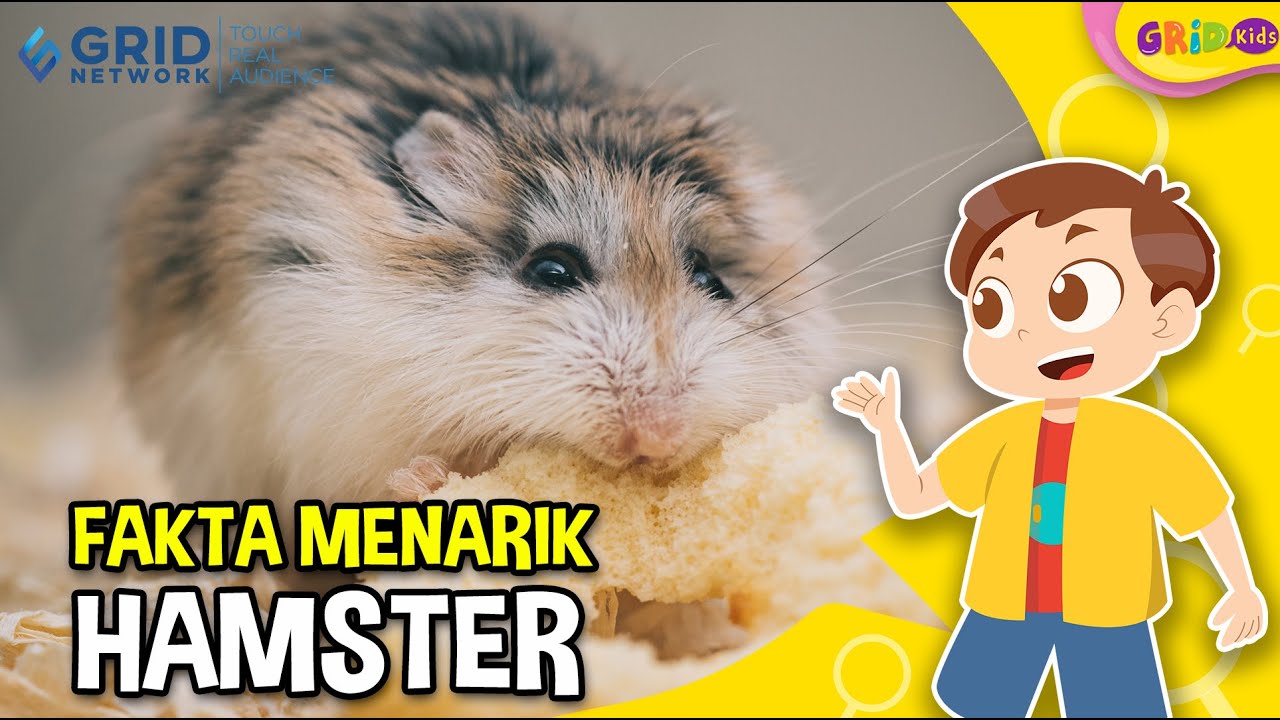 Detail Gambar Hewan Hamster Nomer 37