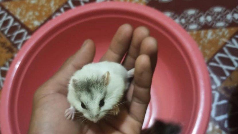 Detail Gambar Hewan Hamster Nomer 49