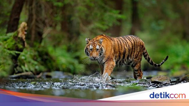 Detail Gambar Hewan Harimau Nomer 12