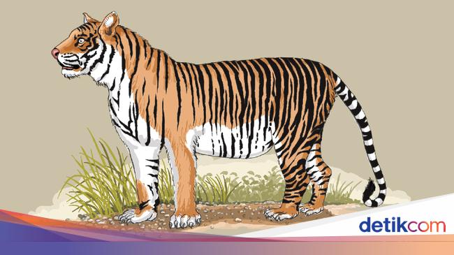 Detail Gambar Hewan Harimau Nomer 25