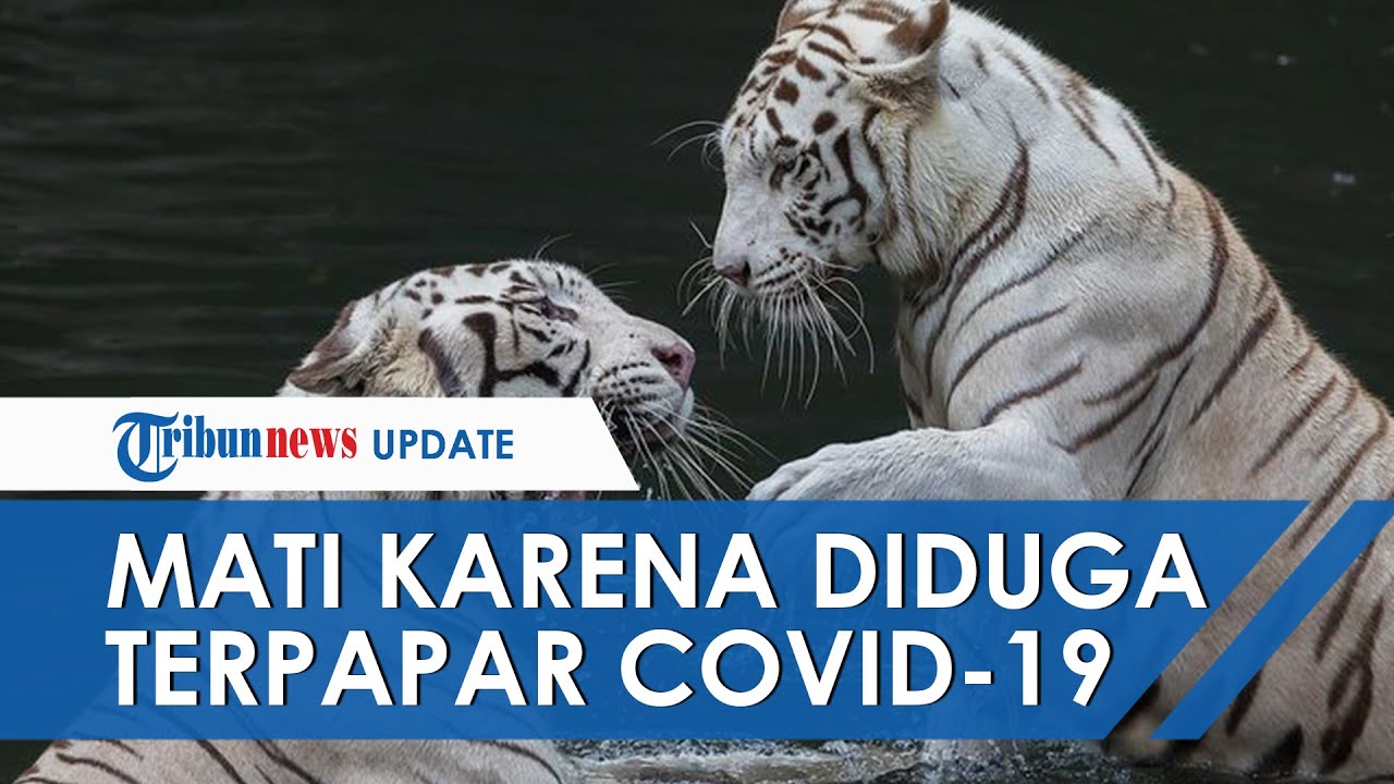 Detail Gambar Hewan Harimau Putih Nomer 40