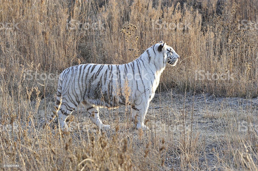 Detail Gambar Hewan Harimau Putih Nomer 51