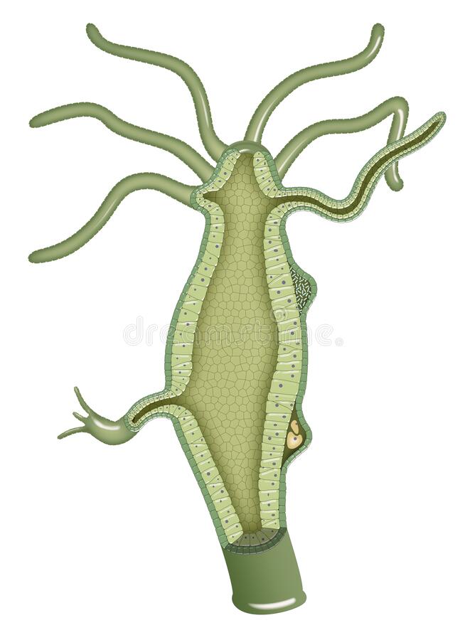 Detail Gambar Hewan Hydra Nomer 45