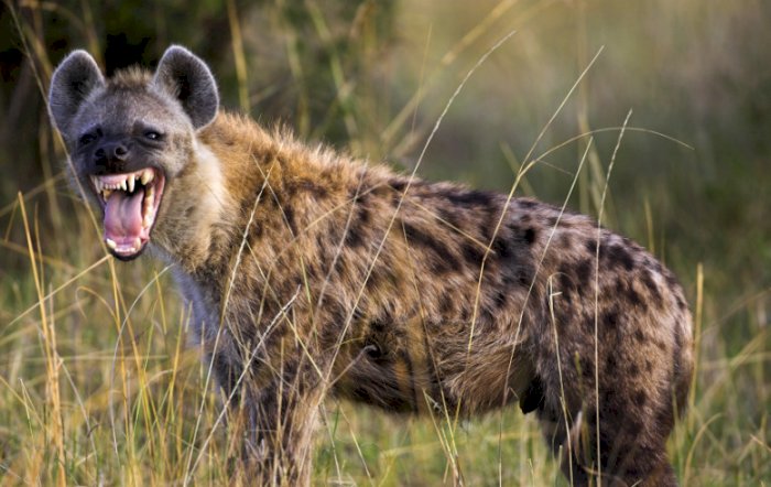 Gambar Hewan Hyena - KibrisPDR