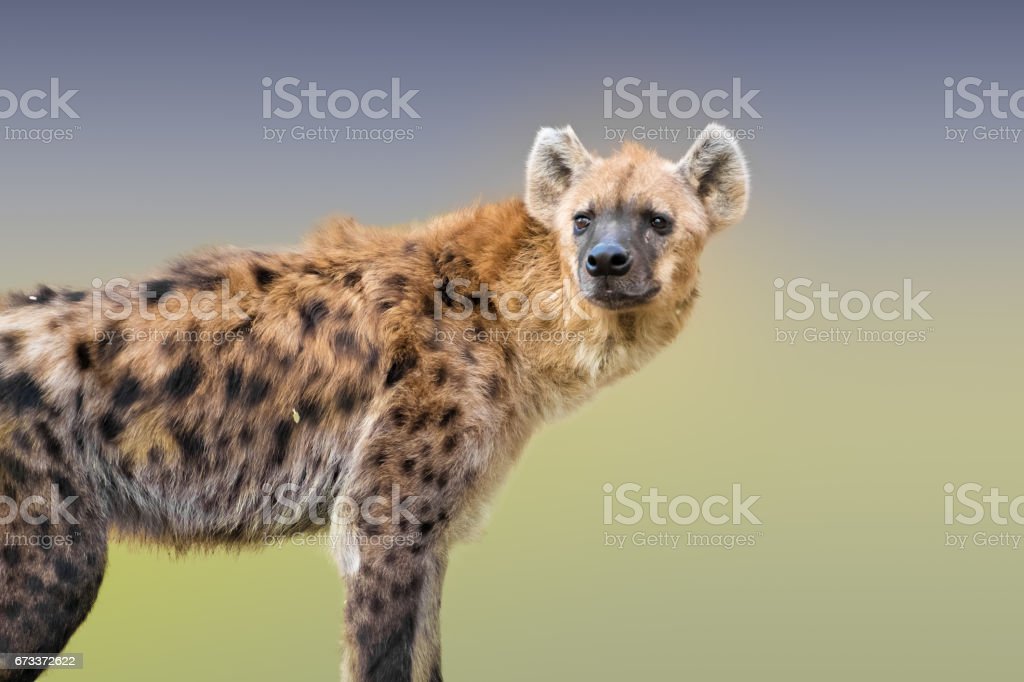 Detail Gambar Hewan Hyena Nomer 22