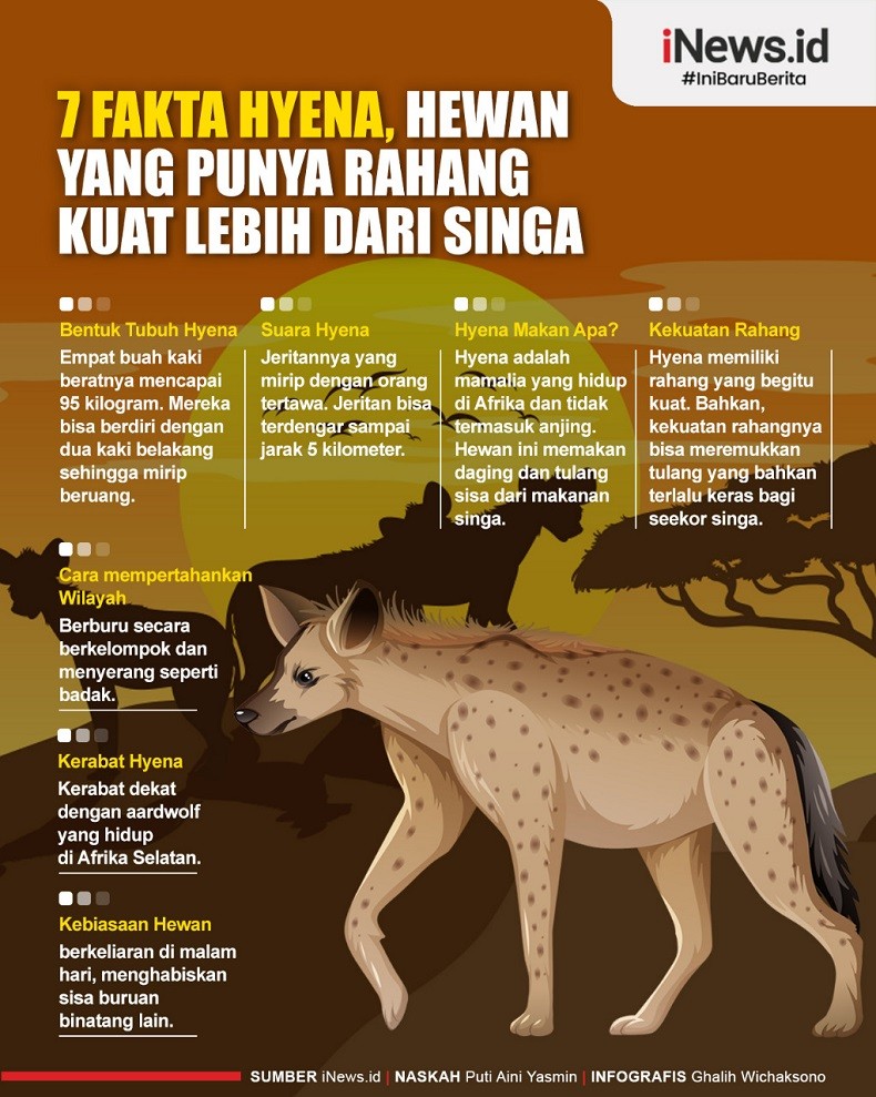 Detail Gambar Hewan Hyena Nomer 44